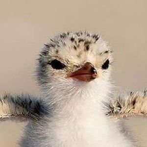 Meet your Posher, Joy